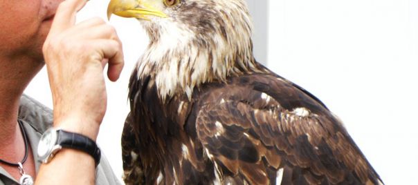 Roofvogelshow